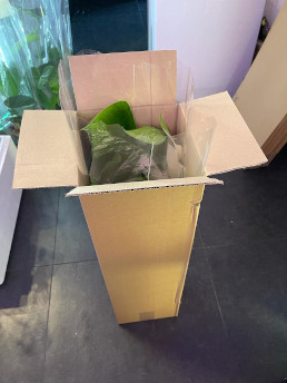 Safely packed plant Veilig verpakte plant